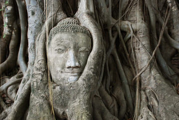 Buddha head entangled by fig tree, Ayutthaya, Thailand