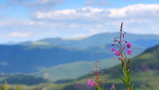 the flower and mountains landscape background
