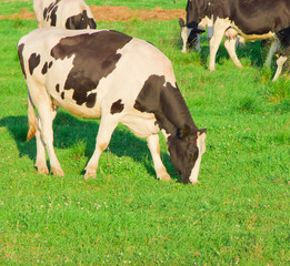 Animals Village Producing Milk