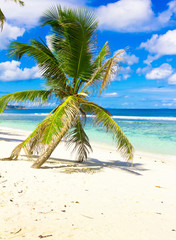 Coconut Seascape Coast