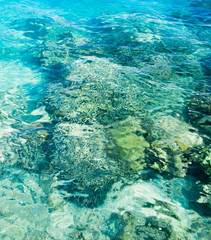 Snorkeling in a Coral Sea