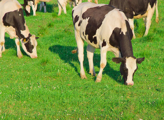 View Animals Cows
