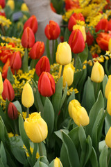 Tulips in a spring garden