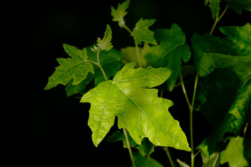 Fototapeta na wymiar maple leaf