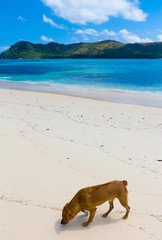 Wallpaper Ocean Resort