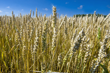 Fototapeta premium Wheaten field