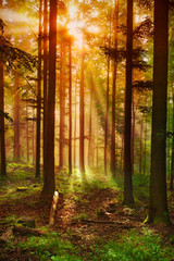 Fototapety  Bajkowy las