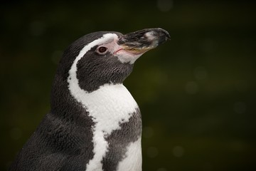 Fototapeta premium penguin