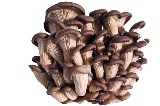 un bouquet de pleurottes
