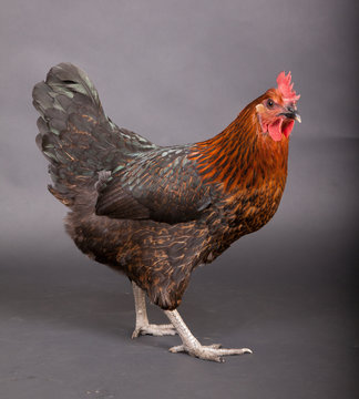 A Beautiful Chicken Standing On Dark Grey Paper.