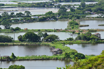 Fototapeta premium Fish Hatchery Pond