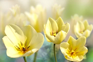 Crédence de cuisine en verre imprimé Tulipe tulipe