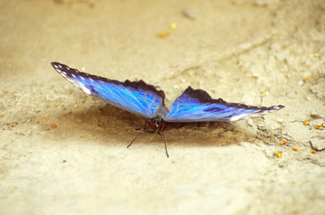 Fototapeta na wymiar motyl