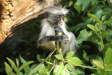 red colobus, Zanzibar