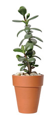 jade plant (Crassula ovata) in a terracota pot,  isolated on whi