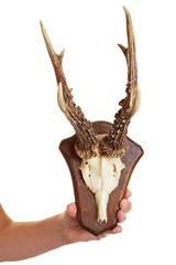 Geweih eines Rehbocks