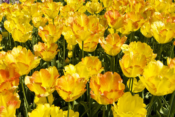 Yellow tulips