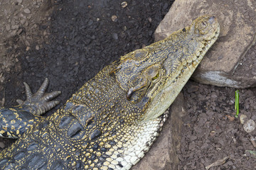 Obraz premium Crocodile