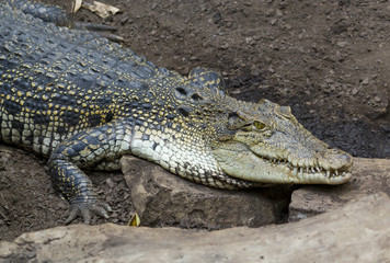 Crocodile