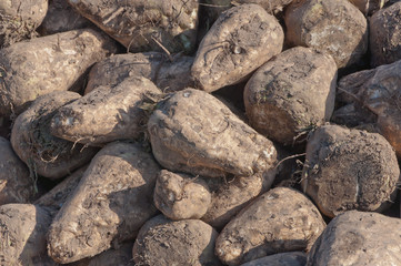 Closeup of a pile of sugar beets