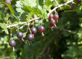 red gooseberries