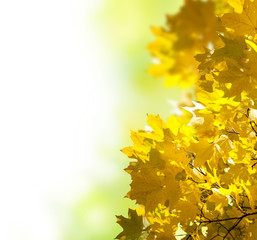 autumn yellow leaves