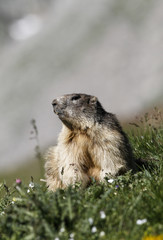 Marmot
