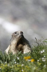 Marmot