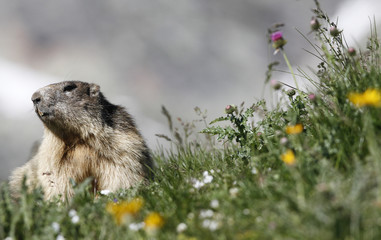 Marmot