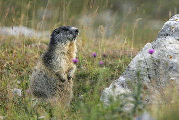 Marmot