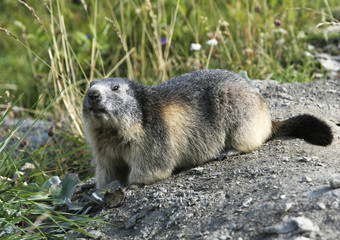 Marmot