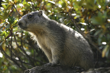 Marmot