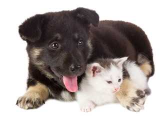puppy and kitten - 35364455