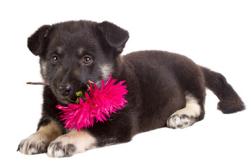 puppy holding flower