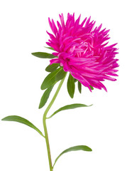 pink aster flower