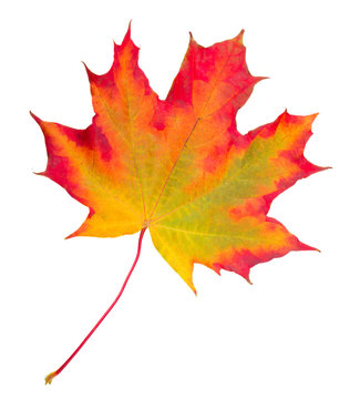 Fototapeta autumn maple leaf