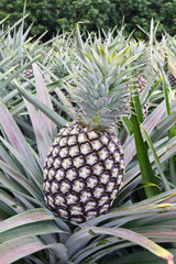 Close-up of young/fresh pineapple