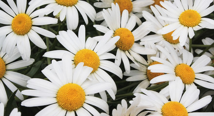 White daisies on a meadow