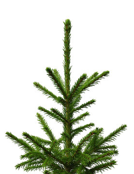 Young fir-tree isolated on a white background