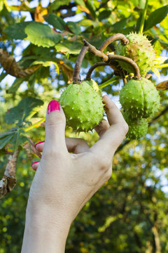 Female Hand Picking Chestnuts