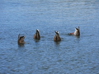 Tauchende Enten.Diving Ducks