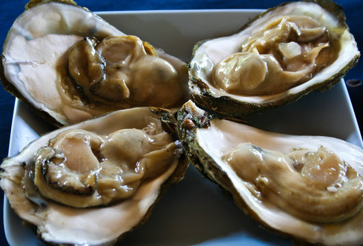 Oyster,Sea Animal