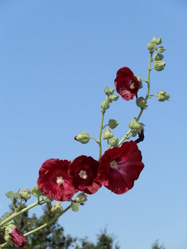 Rose tr&eacute;mi&egrave;re