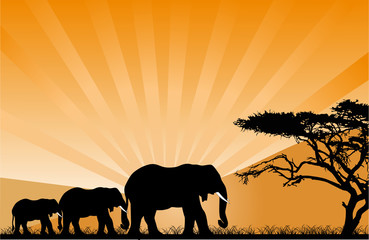 Fototapeta na wymiar orange sunset and three elephants