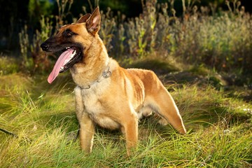Tired Malinois
