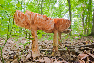 mushroom
