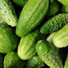 Fresh small cucumbers for sale at market.
