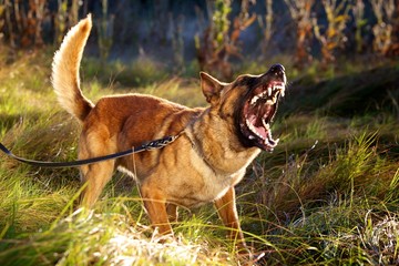 Malinois Barking