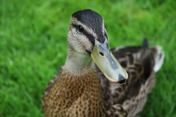 Stockente - anas platyrhynchos