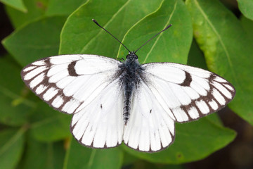 White butterfly closeup